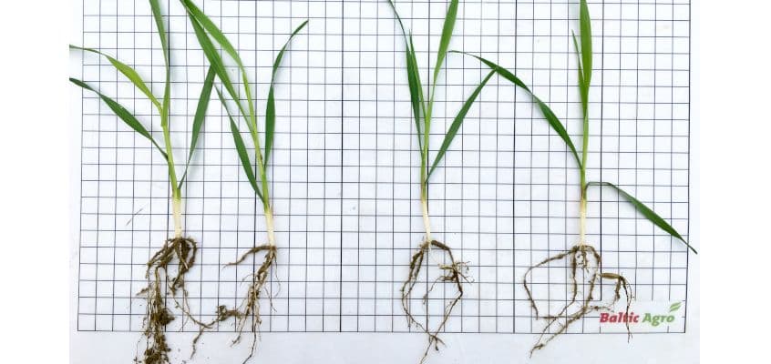 Taliviljaseemne töötlus