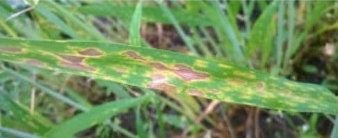 Enamlevinud teraviljahaigused ja nende eripärad