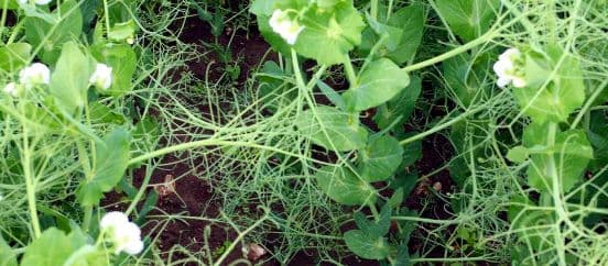 Herne herbitsiidide katse