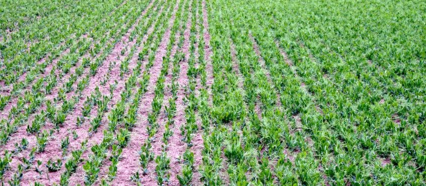 Kasvatustehnoloogiad