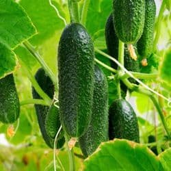 Puhtimata köögiviljaseemned mahetootjale