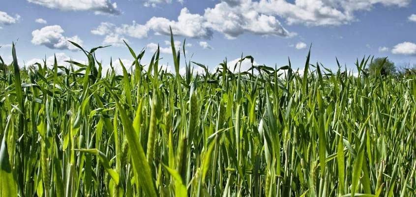 Lõuna-Eesti põllupäev