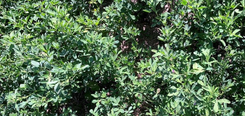 Rohumaa rajamine sügisel