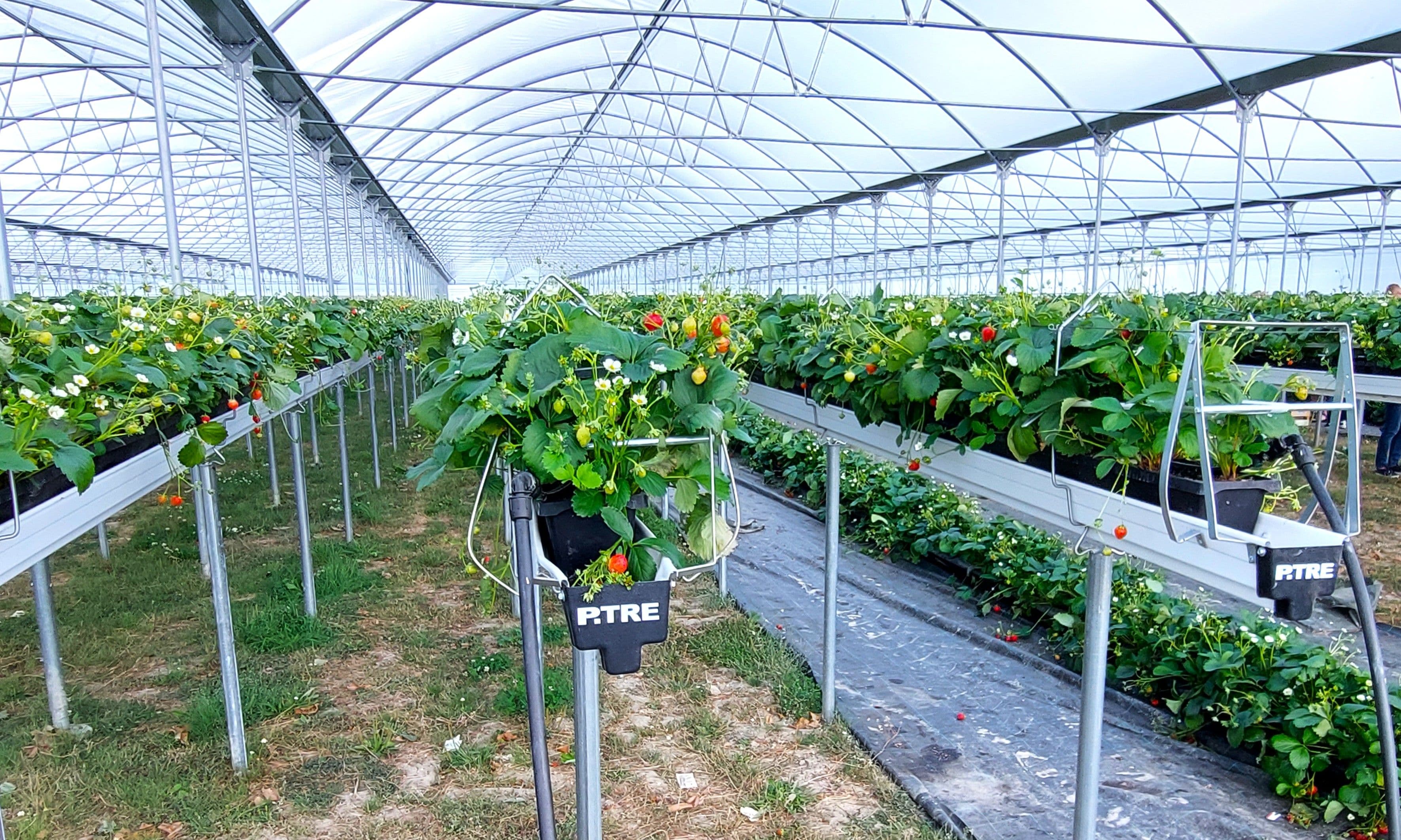 Maasikad kiletunnelis