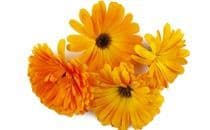 Calendula Daisy Mix