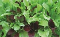 Mesclun Mix