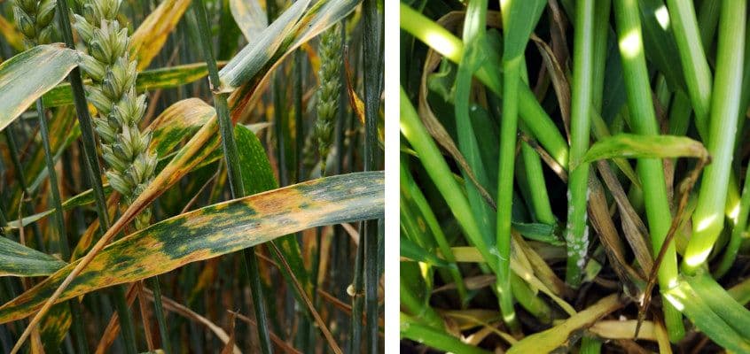 Taliviljade T2 pritsimine