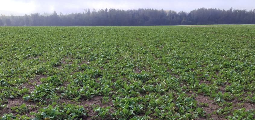 Biostimulaatorite komplekt mulla elujõu suurendamiseks