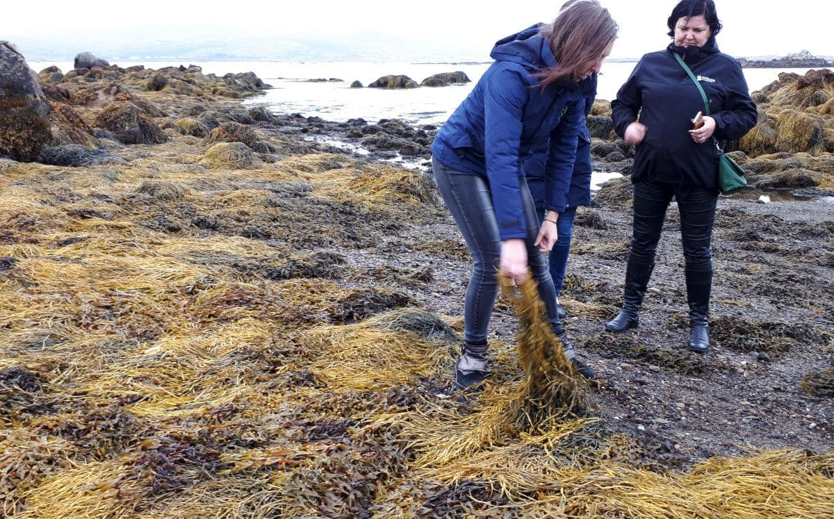 Kevadine turgutamine