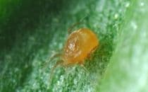 Phytoseiulus persimilis Jarmo Holopainen.jpg