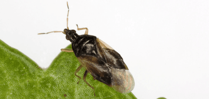 Ripslaste bioloogiline tõrje