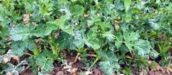 Kaaliumväetis sügisel