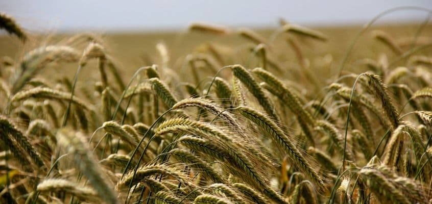 Taliviljade sügisväetamine