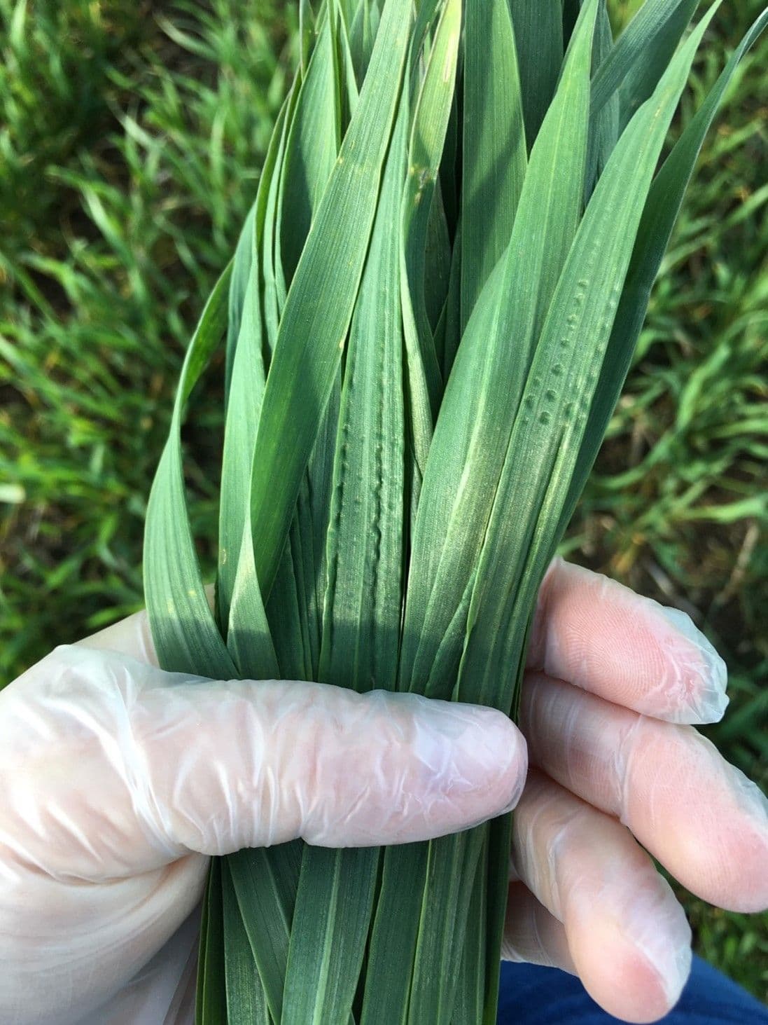 Talivilja täiendväetamine