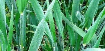 Talivilja täiendväetamine umbrohutõrjel