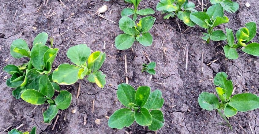 Kasvuaegne turgutamine