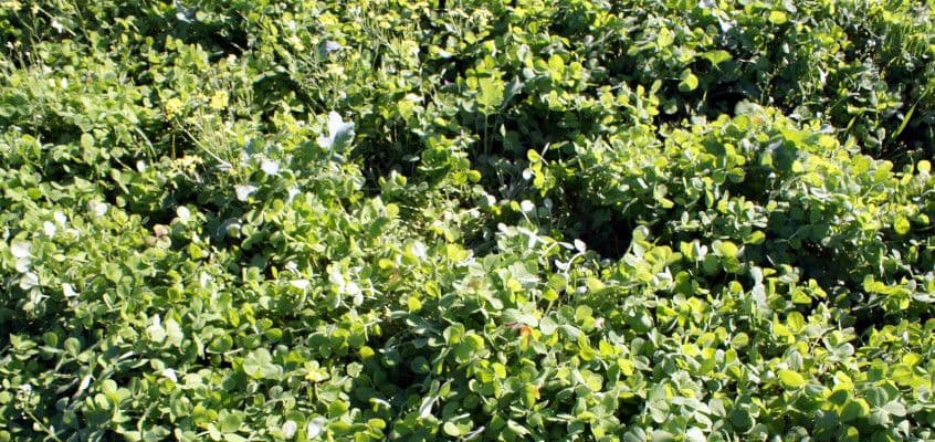 Vahekultuuride kasvatamine