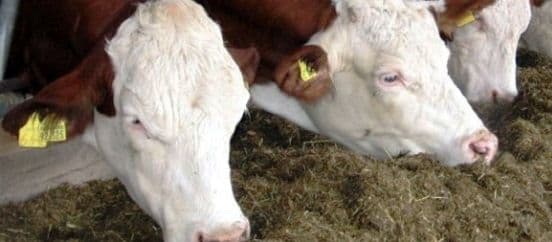 Suvelõpu hügieen laudas