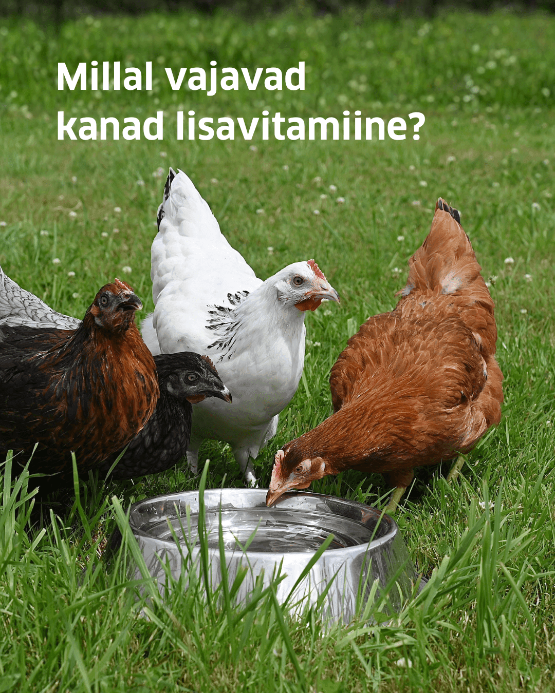 Kodulindude täiendsööt AD3E