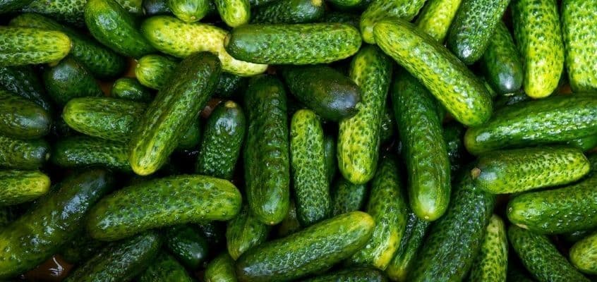 Kurgi kahjuritõrje kasuritega