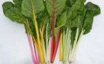 Rainbow Chard​