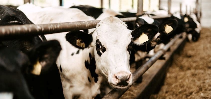 Kuumastressi leevendamine