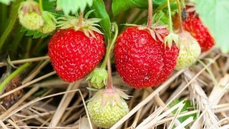 Soovitused maasika bioloogiliseks taimekaitseks avamaal