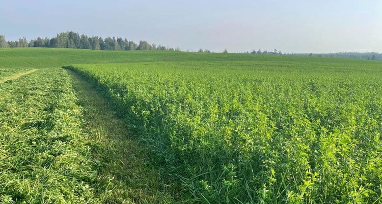 Baltic Agro lutserni segu