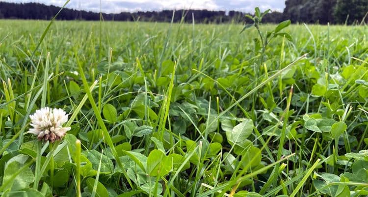 Baltic Agro valge ristiku segu