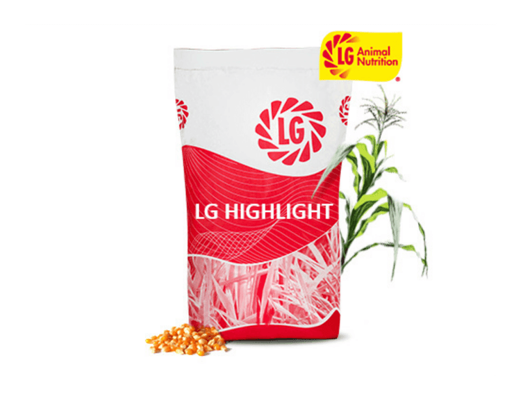 LG Highlight