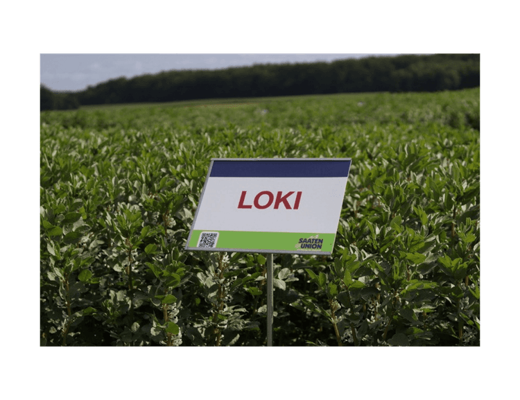 Loki