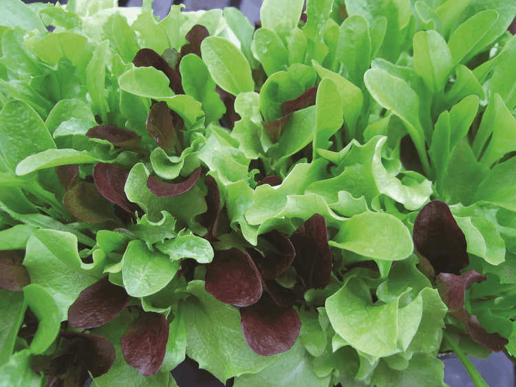 Mesclun Mix