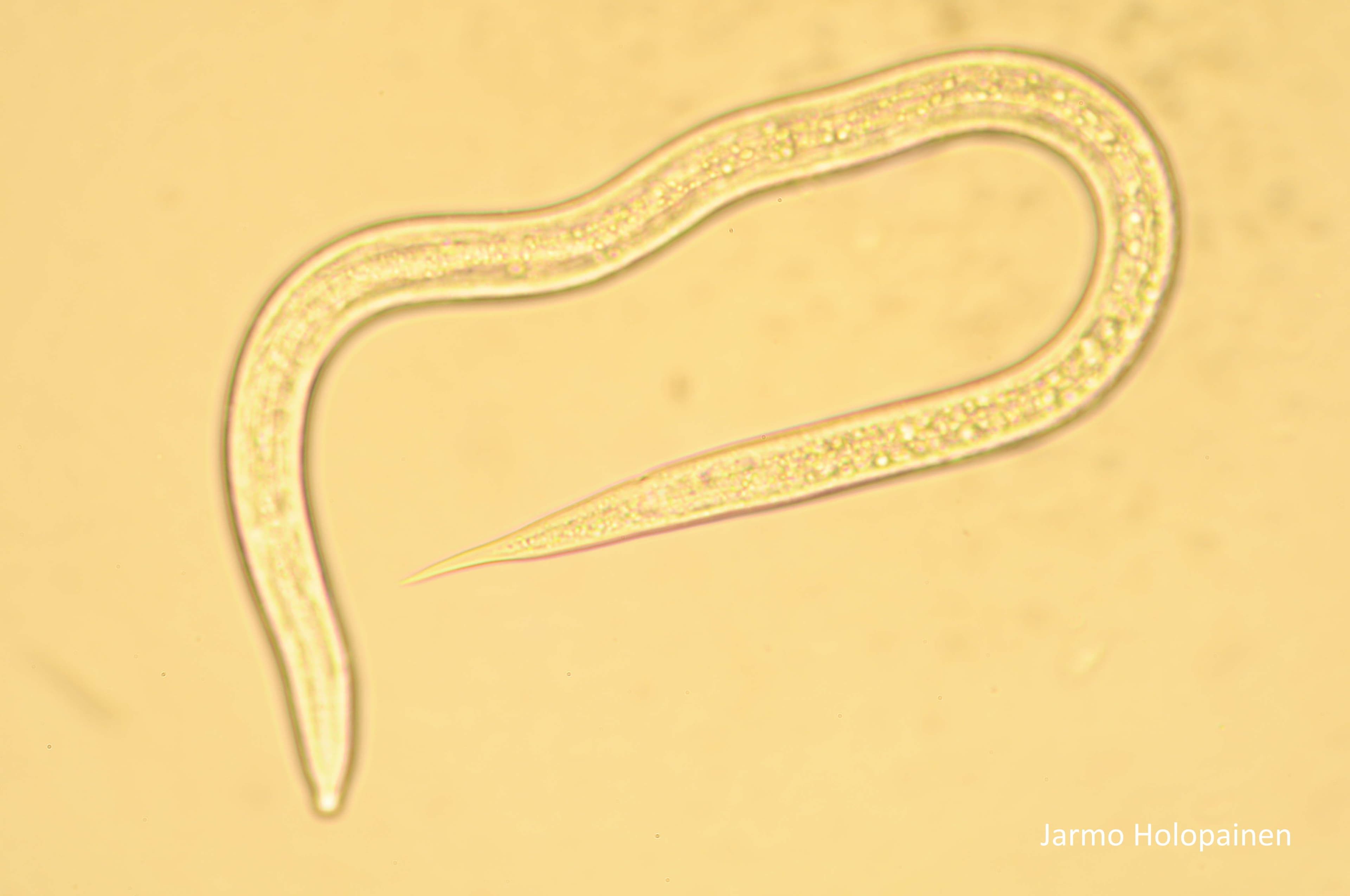 Heterorhabditis bacteriophora. Foto: Jarmo Holopainen, Biotus OY.