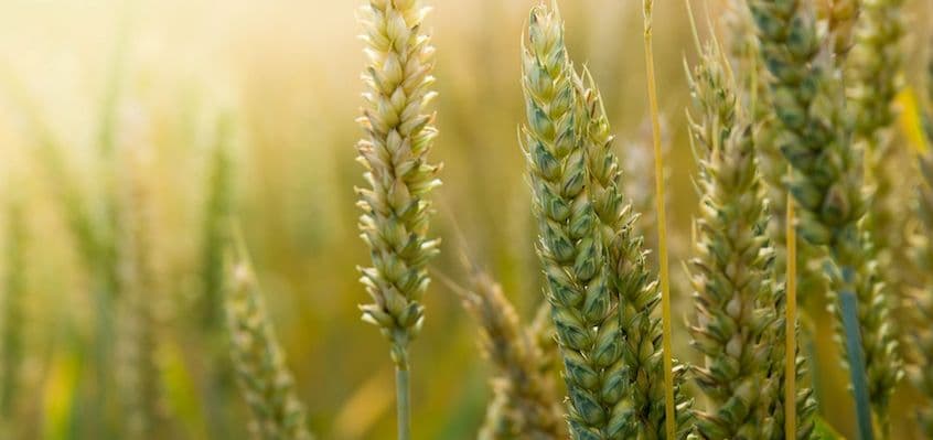 Saagi ülesehitamine