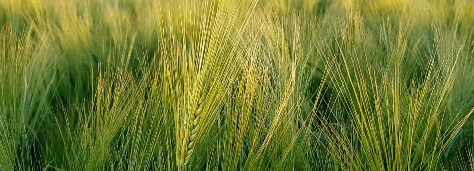 Sügisesest täiendväetamisest