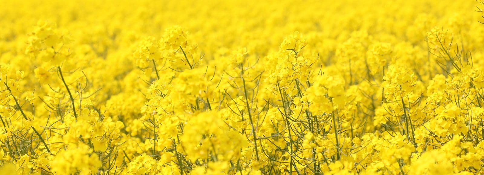 Kevadine kasvureguleerimine