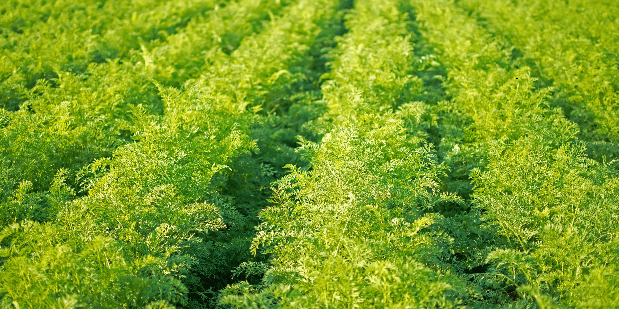 Bioloogiline taimekaitse