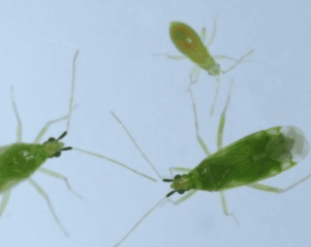 Macrolophus pygmaeus. Foto: Jarmo Holopainene, Biotus.