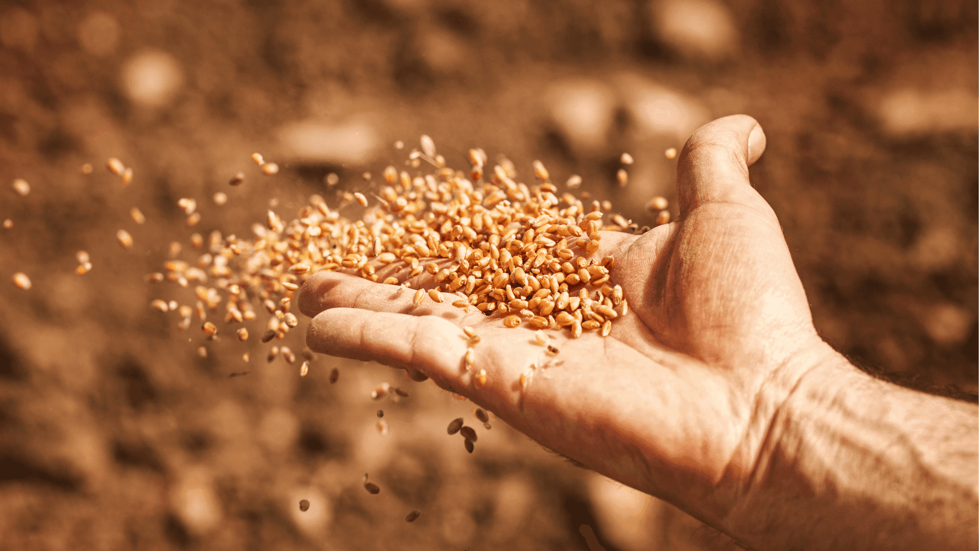 Mahekasvatusele sobilikud seemned