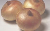 Senshyu Yellow-Globe