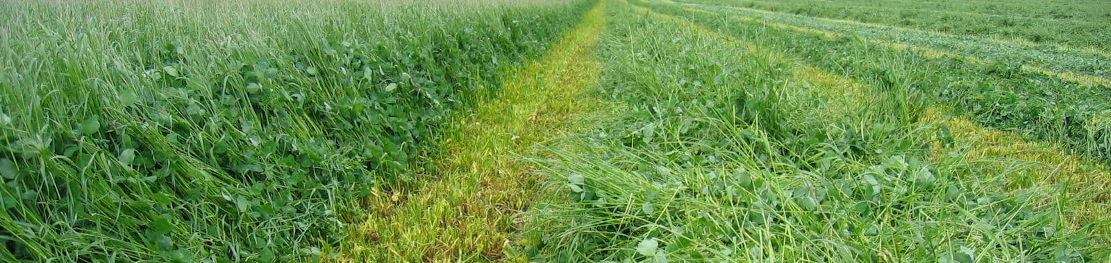 Keemilised silokindlustuslisandid