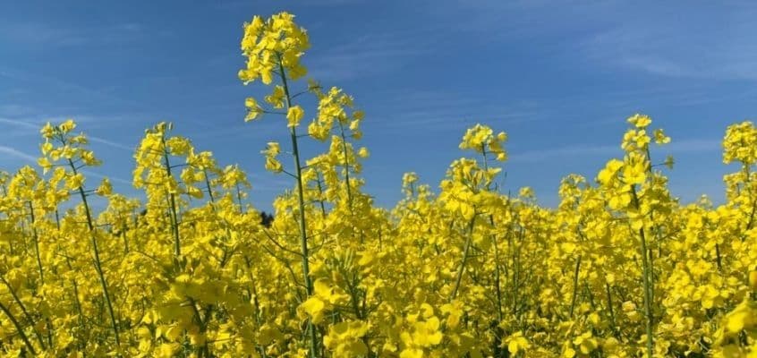 Talirapsi tööd õitsemisel