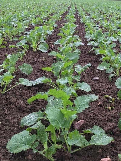 Talirapsi sügisene umbrohutõrje