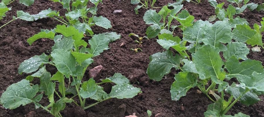 Sügisene täiendväetamine