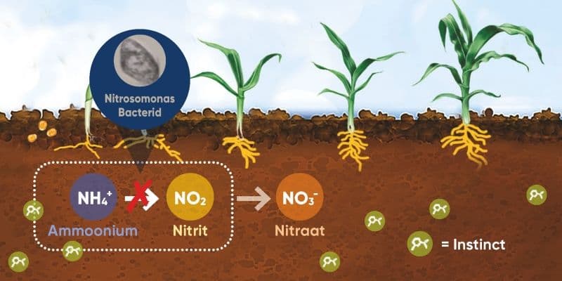 Instinct aitab lämmastikul püsida kauem juuretsoonis.