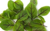 Red Veined Sorrel