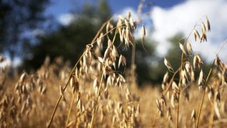 Põhiväetamine ja seemnetöötlus
