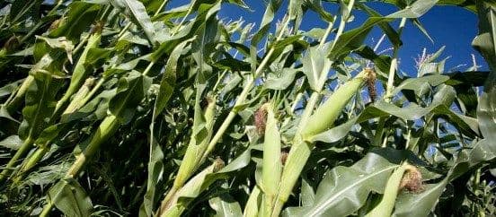 Maisi katsed 2019, 2020