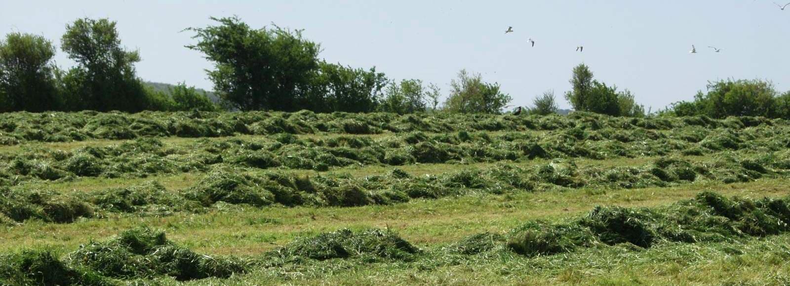 Rohumaade väetamine 2019