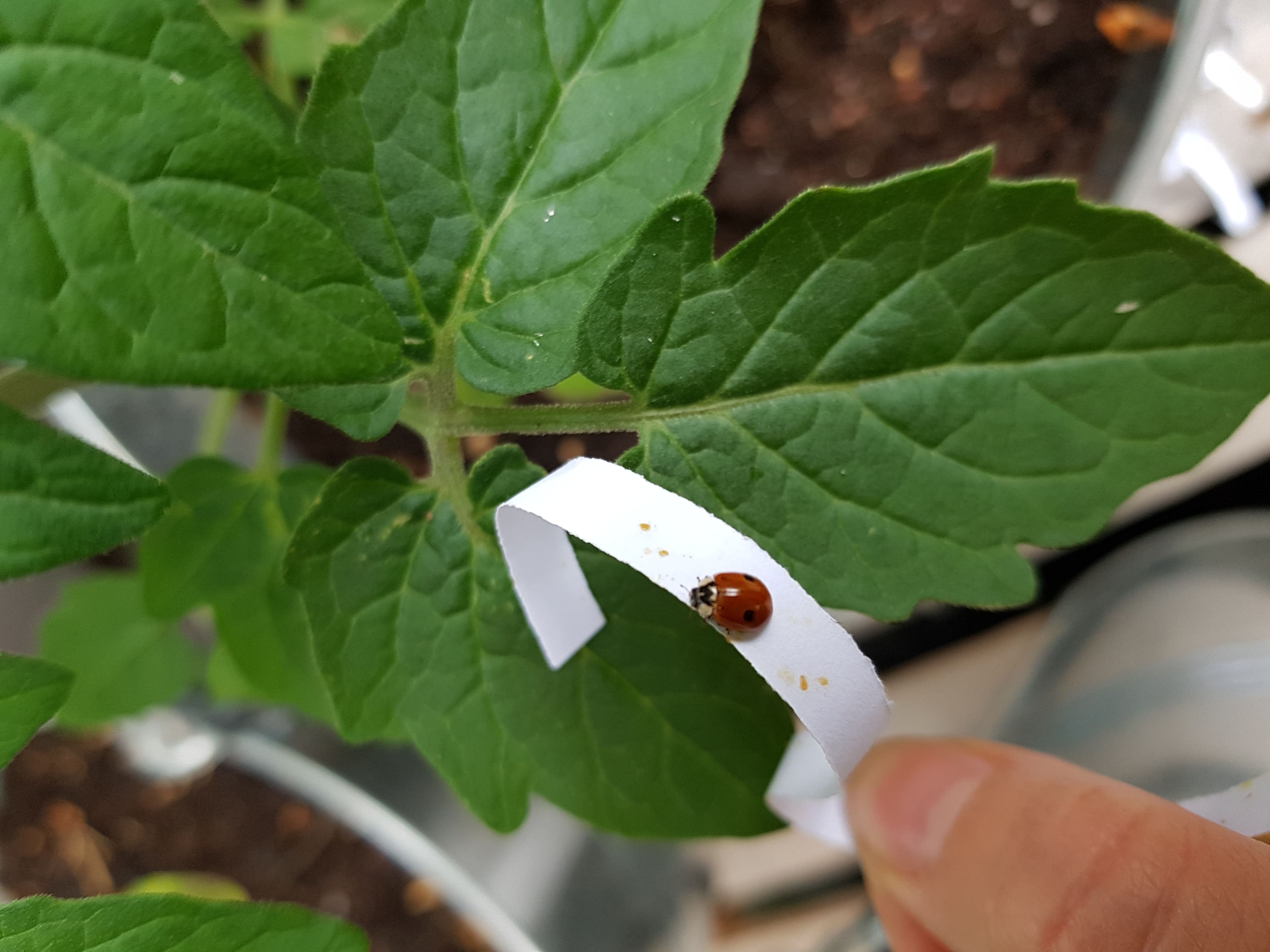 Adalia bibunctata Katrianna Leino (5)_4025, 4027,4082_foto.jpg
